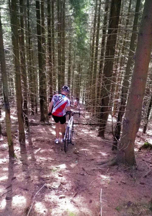 1209 Harz richtig im Wald