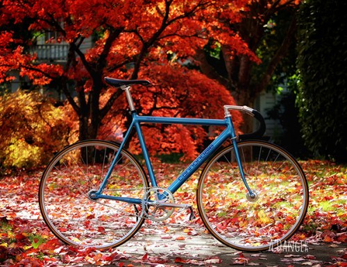 cannondale-track-in-fall
